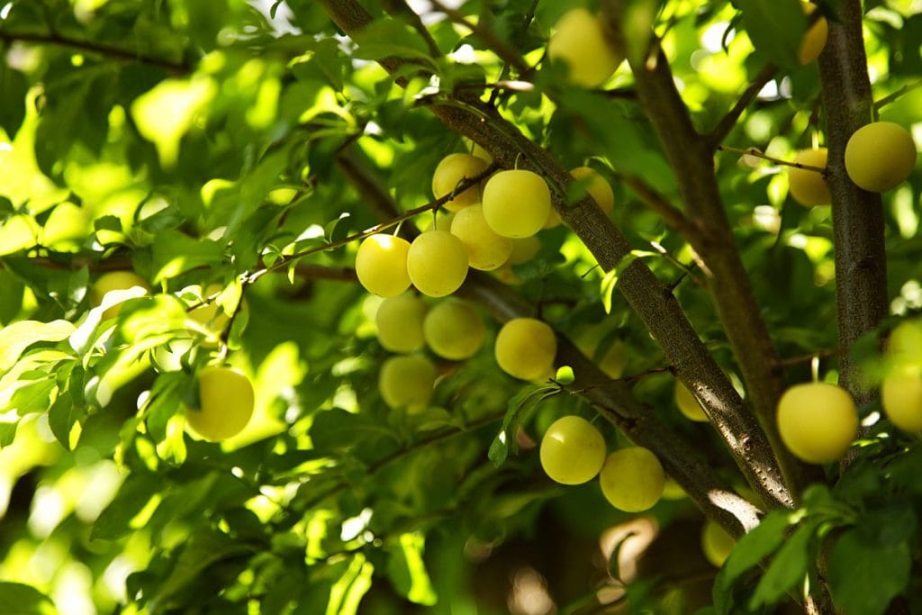 Im Garten Oase der Entspannung