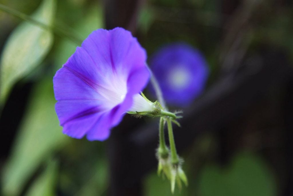 Im Garten - blaue Prunkwinde - CloseUp