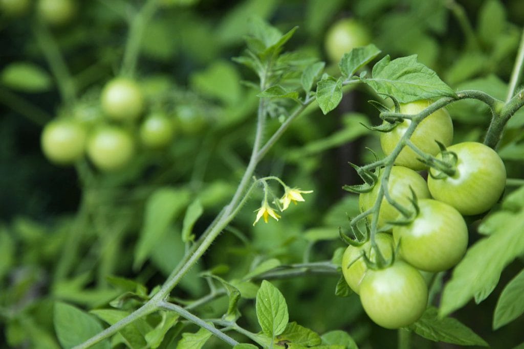 Im Garten - grüne Tomaten