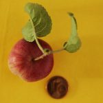 Im Garten - Apfel und Cent-Stück