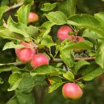 Im Garten - rote Äpfel